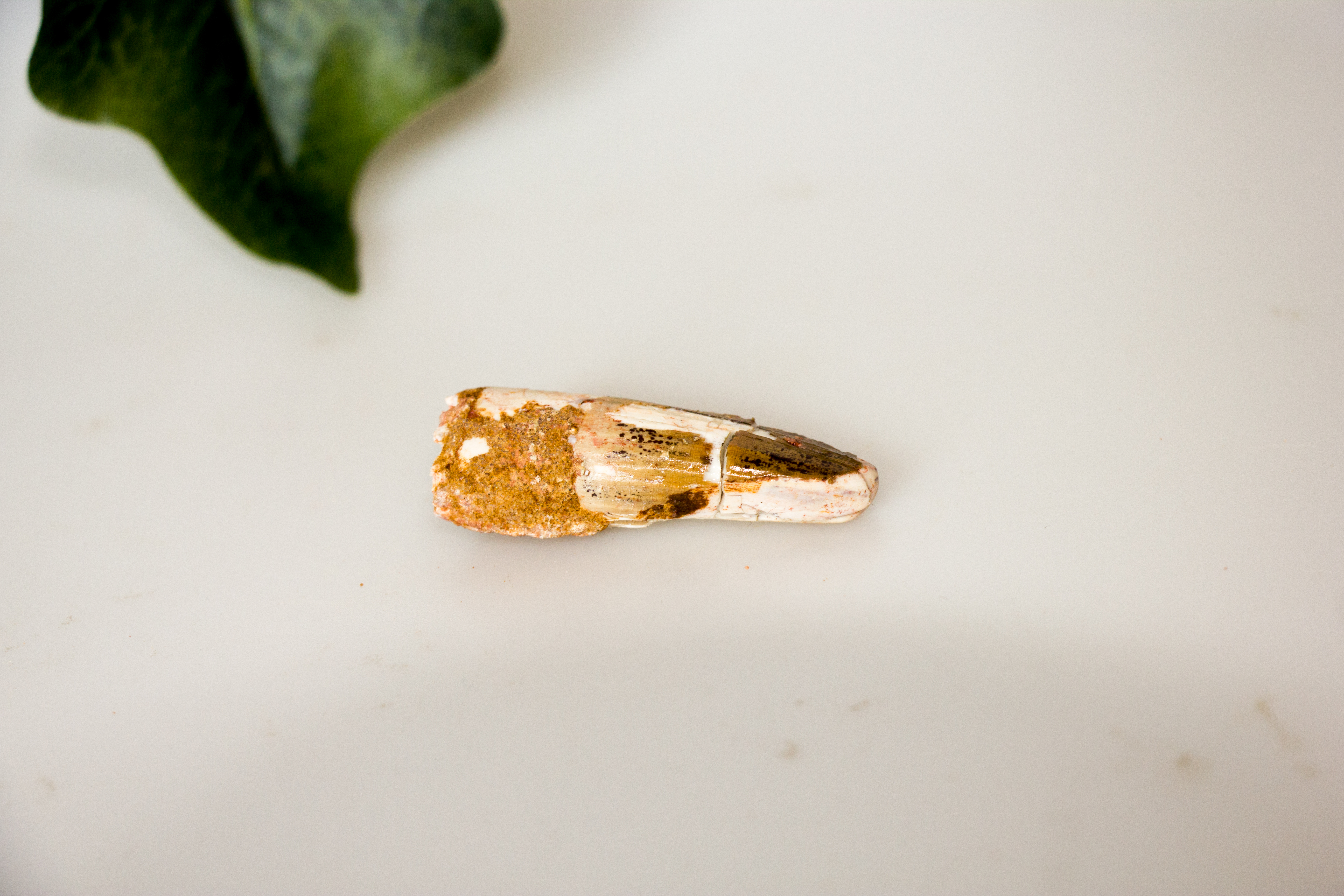 Spinosaurus Zähne versch. Größen